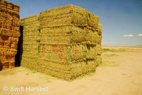 H&C Farms #1 Alfalfa 3 String Bale Hay H1-3-24 Arizona Alfalfa Big Bales per ton