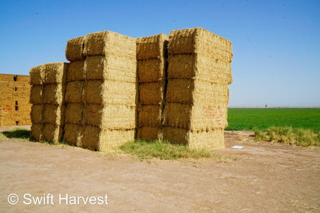 H&C Farms #1 Alfalfa 3 String Bale Hay H1-3-24 Good Test Hay Arizona Alfalfa Big Bale RFV 158 CP 21.38 TDN 57.75 FACS 99/110