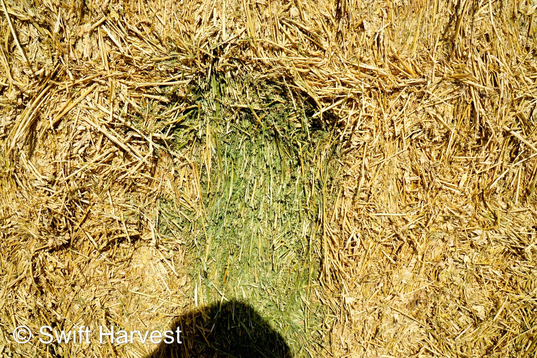 H&C Farms #1 Alfalfa 3 String Bale Hay H1-3-24 Good Test Hay Arizona Alfalfa Big Bale RFV 158 CP 21.38 TDN 57.75 FACS 99/110