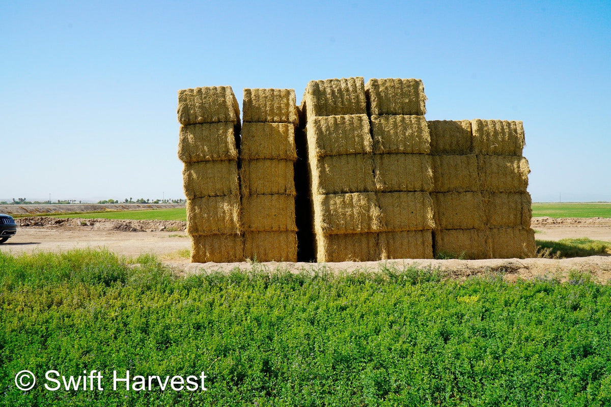 H&C Farms #1 Alfalfa 3 String Bale Hay H1-3-24 Good Test Hay Arizona Alfalfa Big Bale RFV 158 CP 21.38 TDN 57.75 FACS 99/110