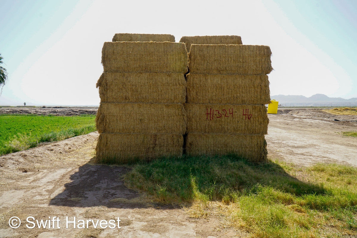 H&C Farms #1 Alfalfa 3 String Bale Hay H1-3-24 Good Test Hay Arizona Alfalfa Big Bale RFV 158 CP 21.38 TDN 57.75 FACS 99/110