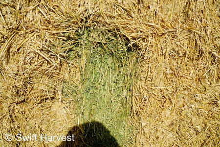 H&C Farms #1 Alfalfa 3 String Bale Hay H1-3-24 Good Test Hay Arizona Alfalfa Big Bale RFV 158 CP 21.38 TDN 57.75 FACS 99/110