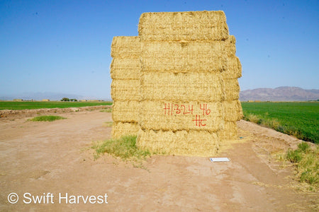 H&C Farms #1 Alfalfa 3 String Bale Hay H1-3-24 Good Test Hay Arizona Alfalfa Big Bale RFV 158 CP 21.38 TDN 57.75 FACS 99/110