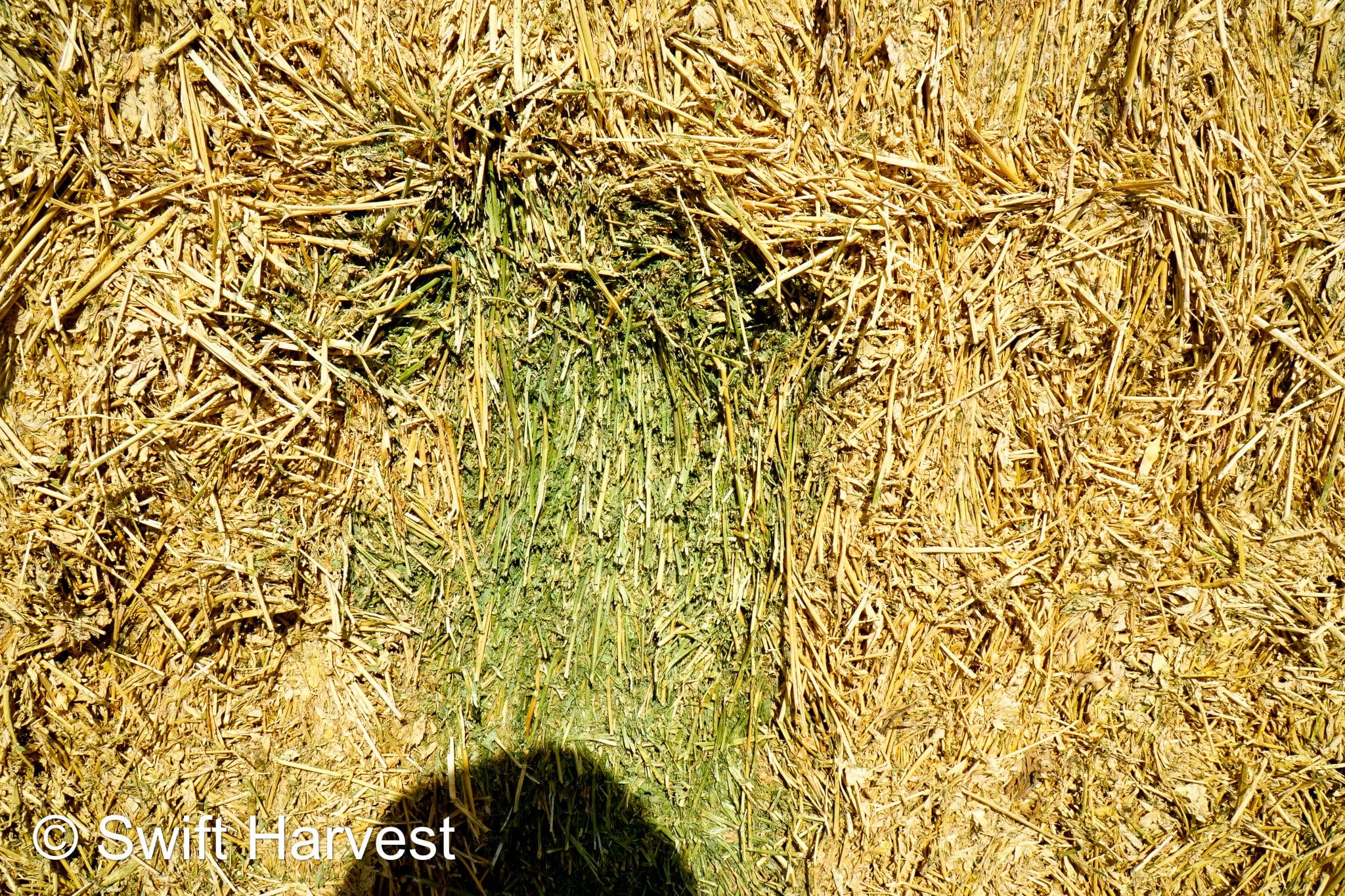 H&C Farms #1 Alfalfa 3 String Bale Hay H1-3-24 Good Test Hay Arizona Alfalfa Big Bale RFV 158 CP 21.38 TDN 57.75 FACS 99/110