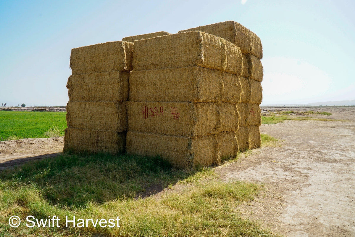 H&C Farms #1 Alfalfa 3 String Bale Hay H1-3-24 Good Test Hay Arizona Alfalfa Big Bale RFV 158 CP 21.38 TDN 57.75 FACS 99/110