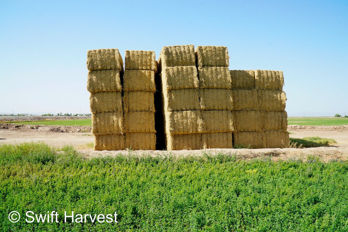 H&C Farms #1 Alfalfa 3 String Bale Hay H1-3-24 Good Test Hay Arizona Alfalfa Big Bale RFV 158 CP 21.38 TDN 57.75 FACS 99/110