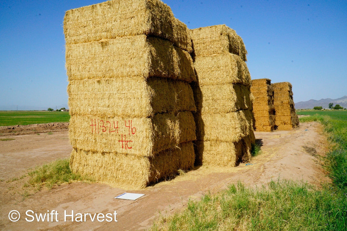 H&C Farms #1 Alfalfa 3 String Bale Hay H1-3-24 Good Test Hay Arizona Alfalfa Big Bale RFV 158 CP 21.38 TDN 57.75 FACS 99/110