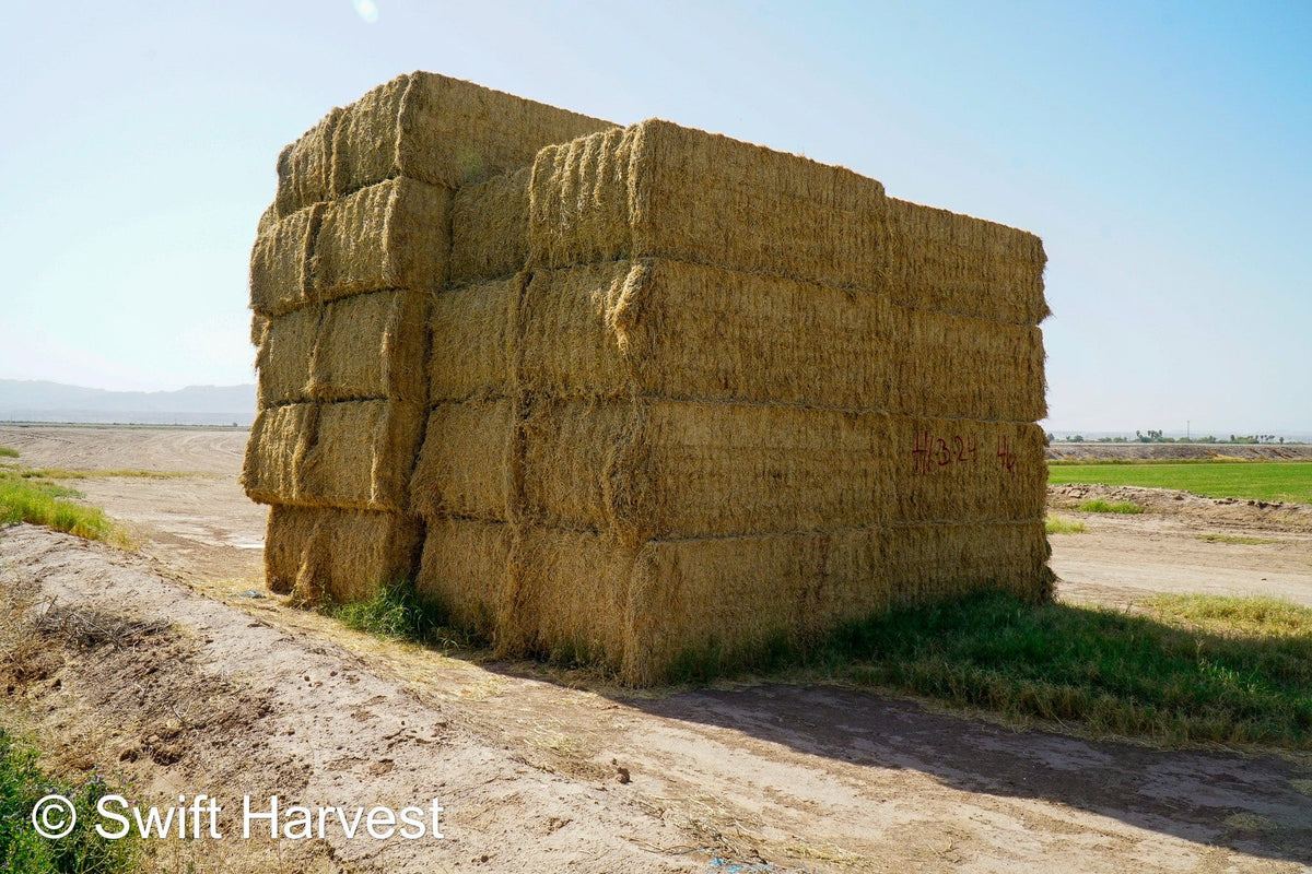 H&C Farms #1 Alfalfa 3 String Bale Hay H1-3-24 Good Test Hay Arizona Alfalfa Big Bale RFV 158 CP 21.38 TDN 57.75 FACS 99/110