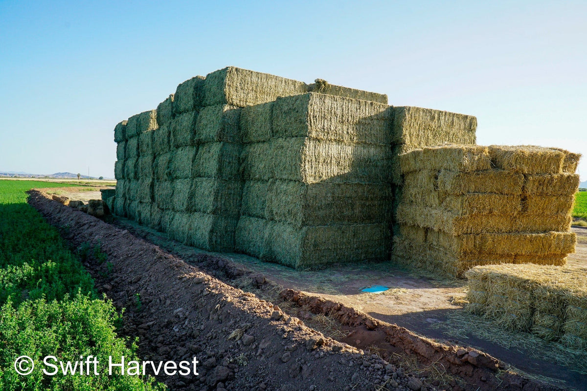 H&C Farms #1 Alfalfa 3 String Bale Hay I1-3-23 Supreme Test Hay Arizona Alfalfa Big Bale per ton RFV 201.62 CP 22.89 TDN 64.53 SH 87/110