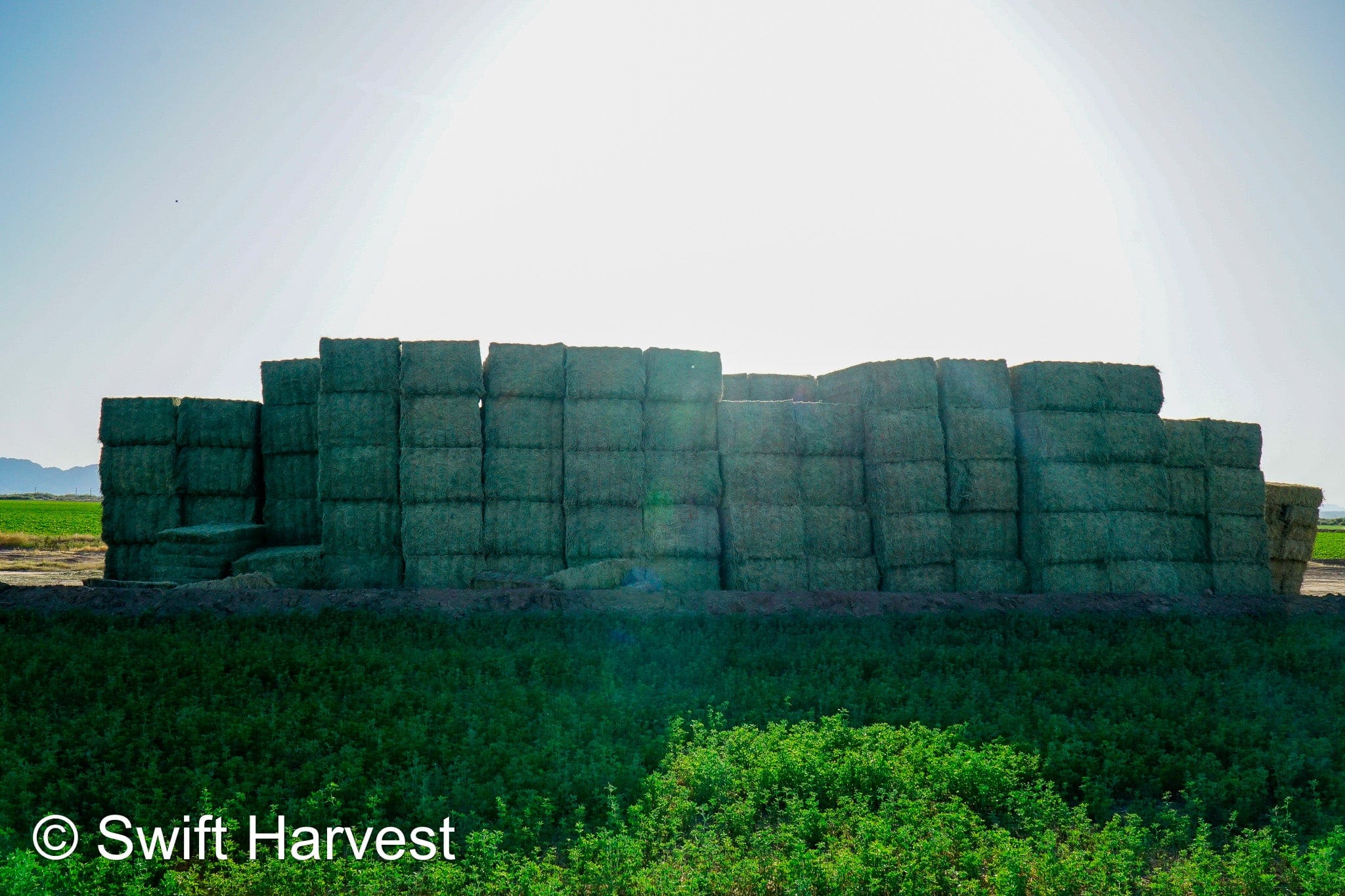 H&C Farms #1 Alfalfa 3 String Bale Hay I1-3-23 Supreme Test Hay Arizona Alfalfa Big Bale per ton RFV 201.62 CP 22.89 TDN 64.53 SH 87/110