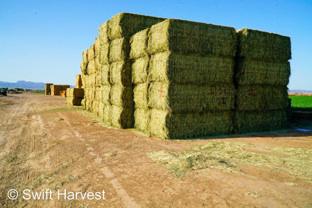 H&C Farms #1 Alfalfa 3 String Bale Hay I1-3-23 Supreme Test Hay Arizona Alfalfa Big Bale per ton RFV 201.62 CP 22.89 TDN 64.53 SH 87/110