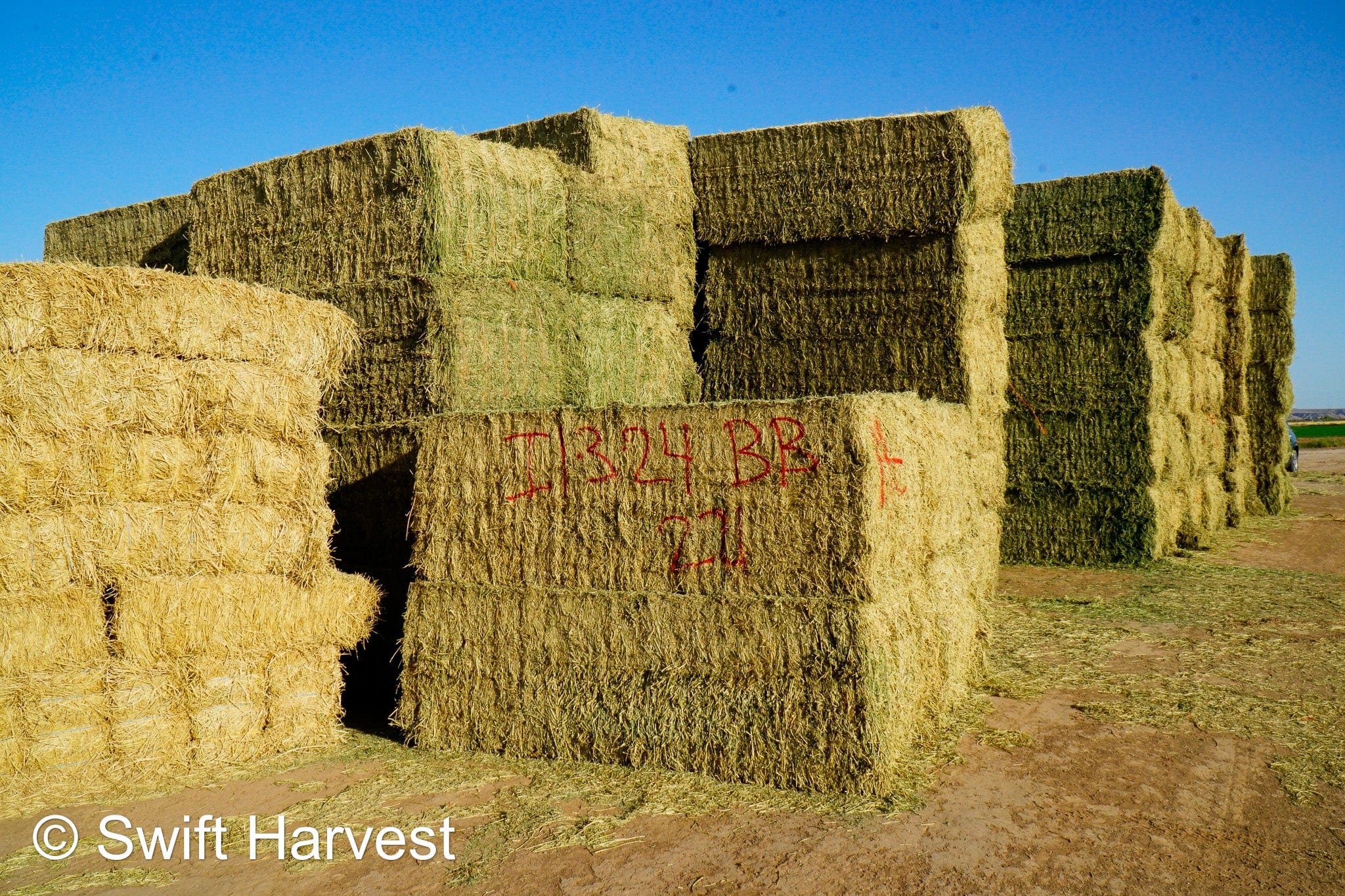 H&C Farms #1 Alfalfa 3 String Bale Hay I1-3-23 Supreme Test Hay Arizona Alfalfa Big Bale per ton RFV 201.62 CP 22.89 TDN 64.53 SH 87/110