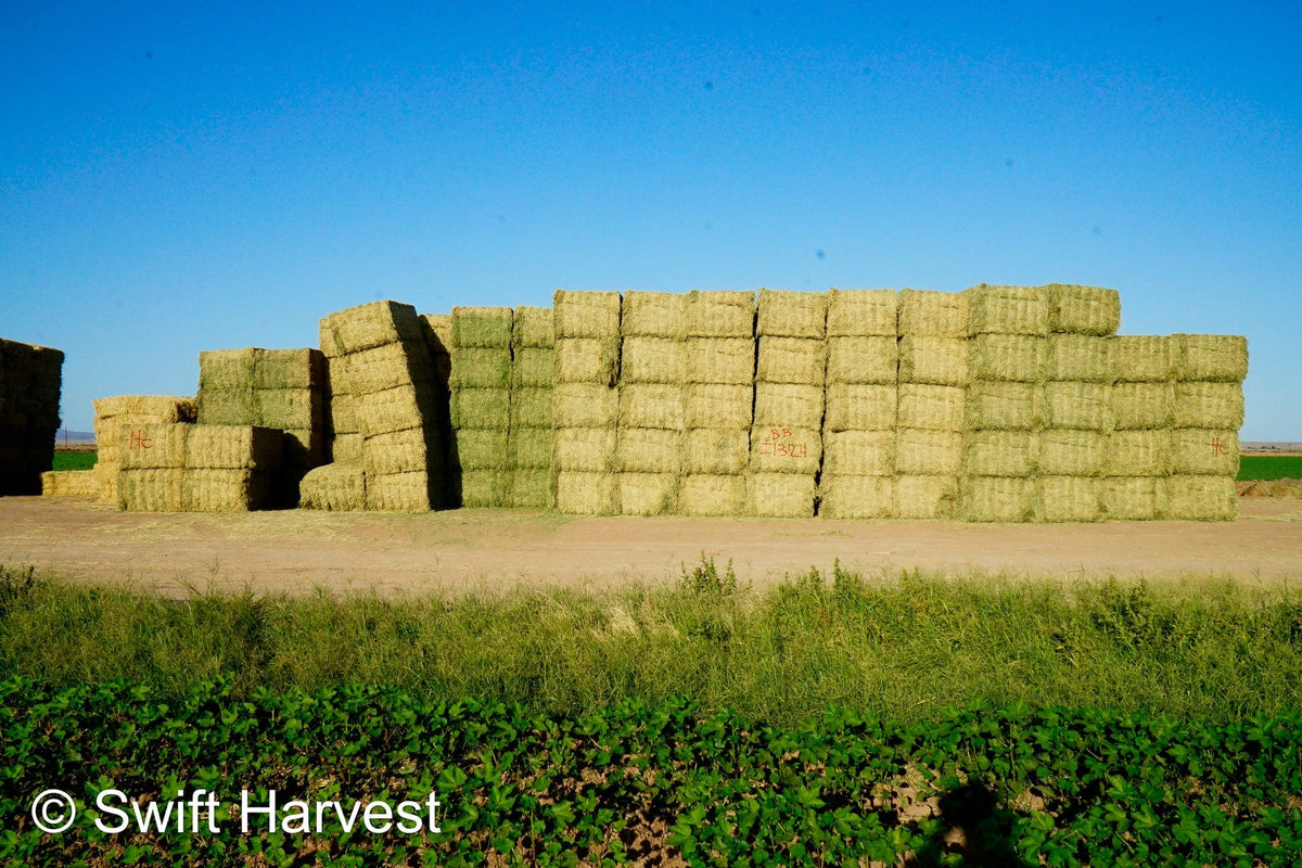 H&C Farms #1 Alfalfa 3 String Bale Hay I1-3-23 Supreme Test Hay Arizona Alfalfa Big Bale per ton RFV 201.62 CP 22.89 TDN 64.53 SH 87/110