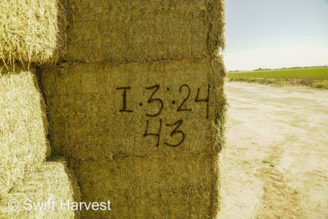 H&C Farms #1 Alfalfa 3 String Bale Hay I1-3-24 Supreme Test Hay Arizona Alfalfa Big Bale per ton
