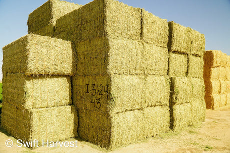 H&C Farms #1 Alfalfa 3 String Bale Hay I1-3-24 Supreme Test Hay Arizona Alfalfa Big Bale per ton