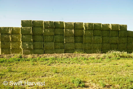 H&C Farms #1 Alfalfa 3 String Bale Hay K1-3-24 Arizona Alfalfa Big Bales per ton