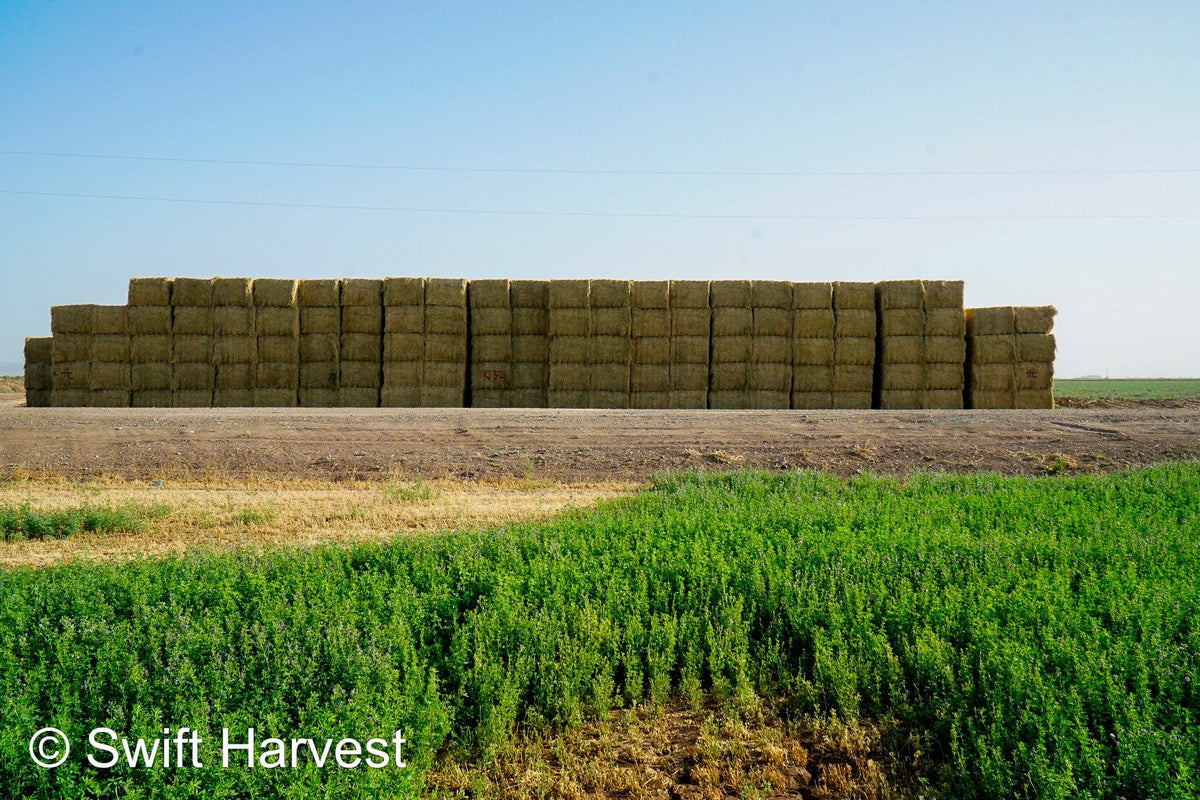 H&C Farms #1 Alfalfa 3 String Bale Hay K1-3-24 Test Hay Utility Fair Arizona Alfalfa Big Bale RFV 118 CP 17.18 TDN 53 FACS 77 / 110