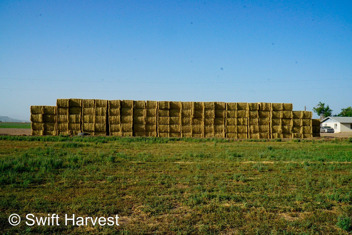 H&C Farms #1 Alfalfa 3 String Bale Hay K1-3-24 Test Hay Utility Fair Arizona Alfalfa Big Bale RFV 118 CP 17.18 TDN 53 FACS 77 / 110