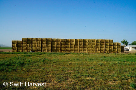 H&C Farms #1 Alfalfa 3 String Bale Hay K1-3-24 Test Hay Utility Fair Arizona Alfalfa Big Bale RFV 118 CP 17.18 TDN 53 FACS 77 / 110