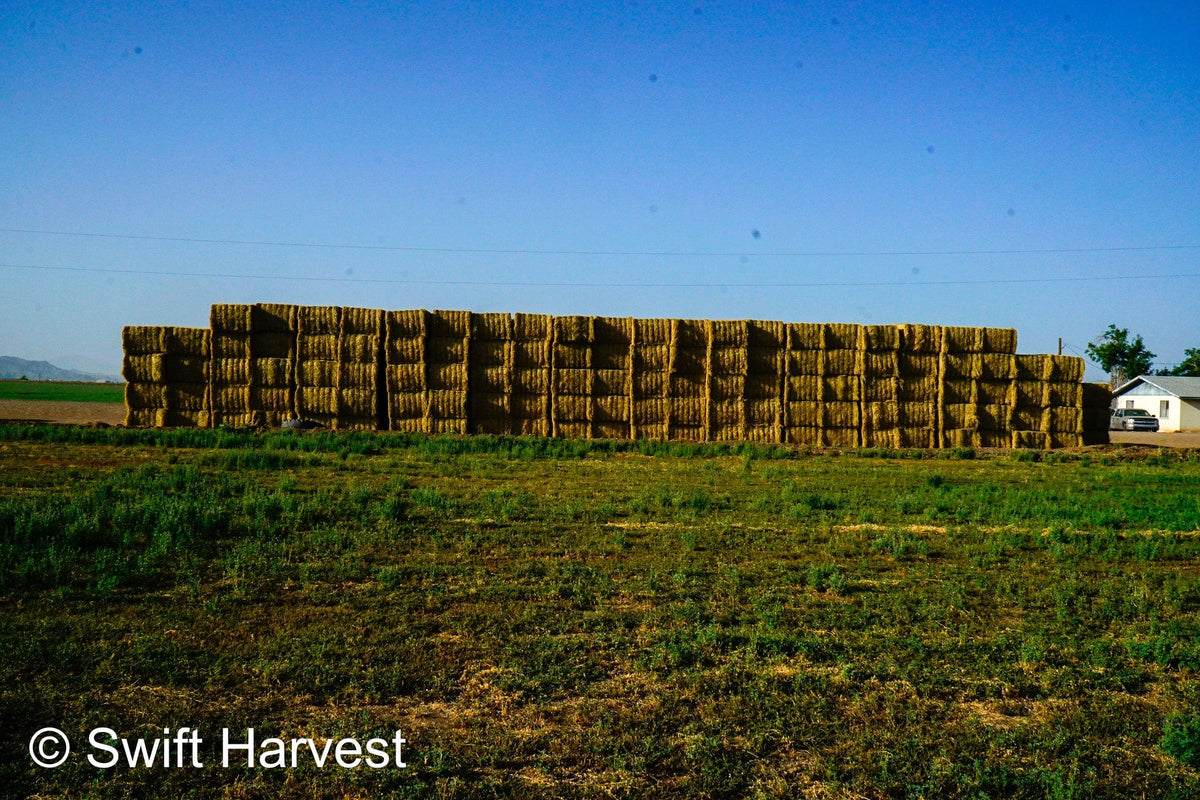 H&C Farms #1 Alfalfa 3 String Bale Hay K1-3-24 Test Hay Utility Fair Arizona Alfalfa Big Bale RFV 118 CP 17.18 TDN 53 FACS 77 / 110