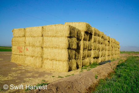 H&C Farms #1 Alfalfa 3 String Bale Hay K1-3-24 Test Hay Utility Fair Arizona Alfalfa Big Bale RFV 118 CP 17.18 TDN 53 FACS 77 / 110