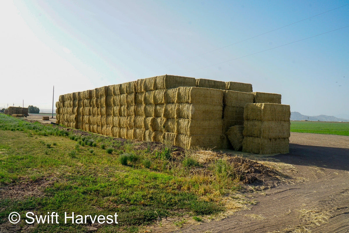 H&C Farms #1 Alfalfa 3 String Bale Hay K1-3-24 Test Hay Utility Fair Arizona Alfalfa Big Bale RFV 118 CP 17.18 TDN 53 FACS 77 / 110