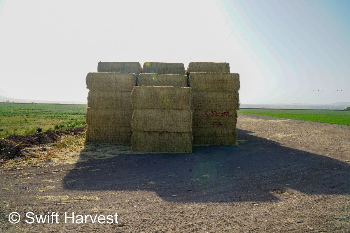 H&C Farms #1 Alfalfa 3 String Bale Hay K1-3-24 Test Hay Utility Fair Arizona Alfalfa Big Bale RFV 118 CP 17.18 TDN 53 FACS 77 / 110