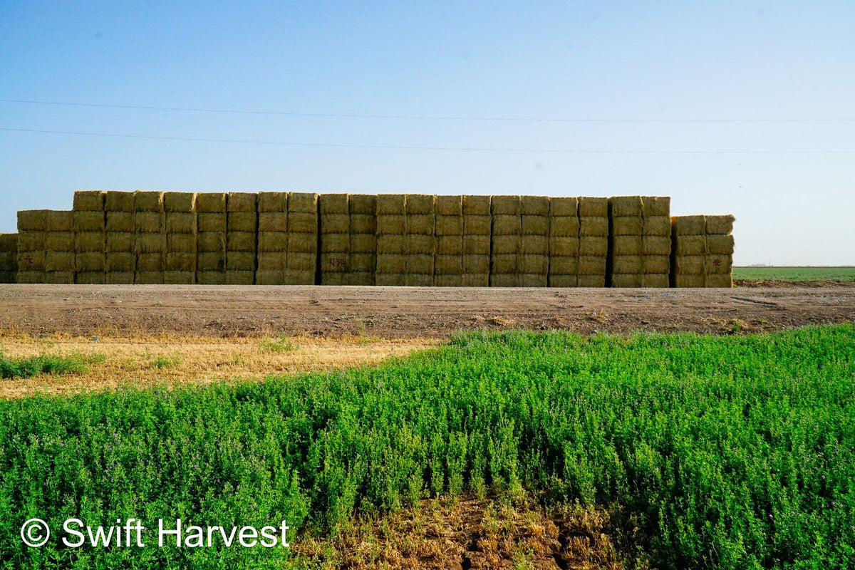 H&C Farms #1 Alfalfa 3 String Bale Hay K1-3-24 Test Hay Utility Fair Arizona Alfalfa Big Bale RFV 118 CP 17.18 TDN 53 FACS 77 / 110