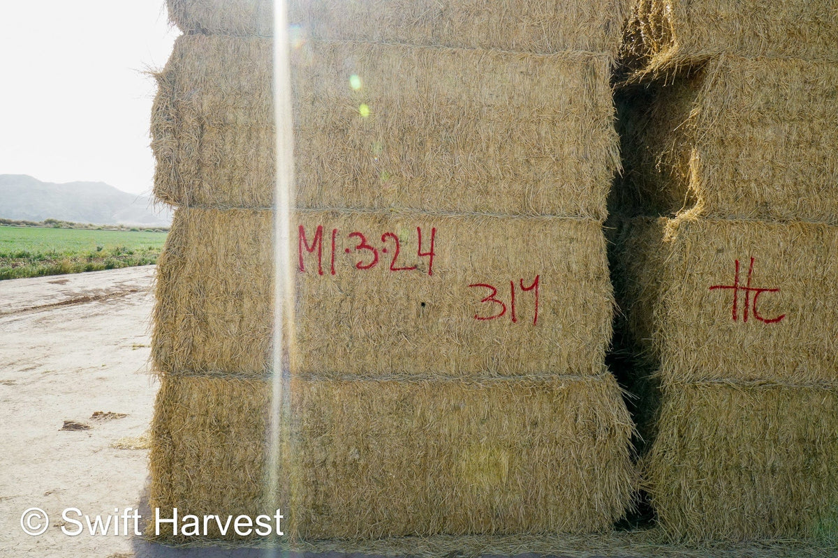 H&C Farms #1 Alfalfa 3 String Bale Hay M1-3-24 Good Test Hay Arizona Alfalfa Big Bale RFV 155 CP 18.94 TDN 57.77 Facs 84/110