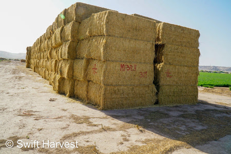 H&C Farms #1 Alfalfa 3 String Bale Hay M1-3-24 Good Test Hay Arizona Alfalfa Big Bale RFV 155 CP 18.94 TDN 57.77 Facs 84/110