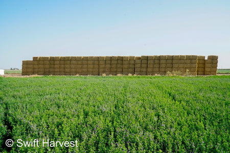 H&C Farms #1 Alfalfa 3 String Bale Hay M1-3-24 Good Test Hay Arizona Alfalfa Big Bale RFV 155 CP 18.94 TDN 57.77 Facs 84/110