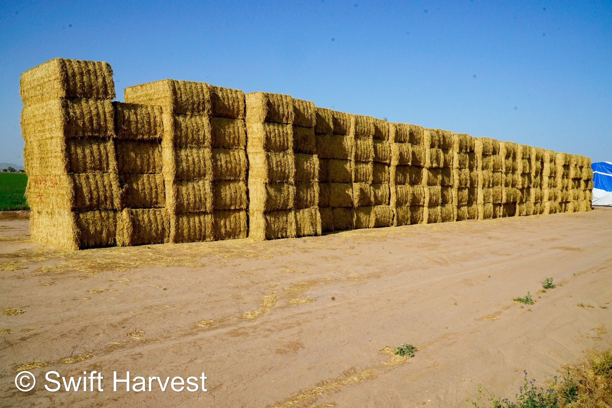 H&C Farms #1 Alfalfa 3 String Bale Hay M1-3-24 Good Test Hay Arizona Alfalfa Big Bale RFV 155 CP 18.94 TDN 57.77 Facs 84/110