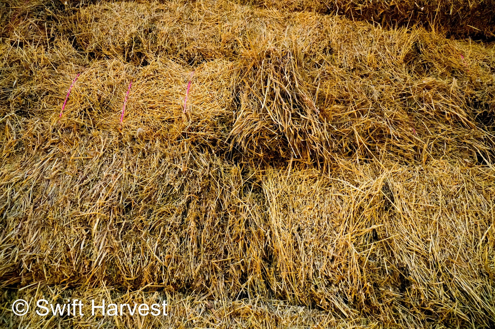 H&C Farms #1 Alfalfa 3 String Bale Hay M1-5-24 Prem/Supr AZ Alfalfa Bermuda Mix Small Bale CP 20 RFV 178 TDN 62  FACS 85/110