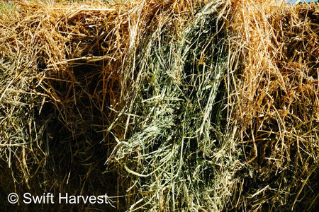 H&C Farms #1 Alfalfa 3 String Bale Hay M1-5-24 Prem/Supr AZ Alfalfa Bermuda Mix Small Bale CP 20 RFV 178 TDN 62  FACS 85/110