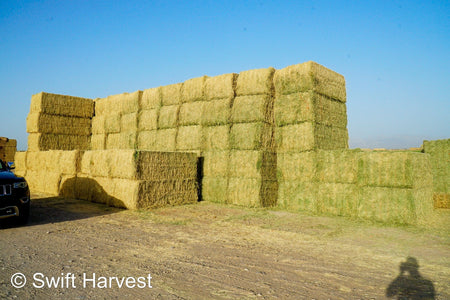 H&C Farms #1 Alfalfa 3 String Bale Hay N1-3-24 Test Hay Good Arizona Alfalfa Big Bale RFV 166 CP 19.70 TDN 58.92 FACS 89/110