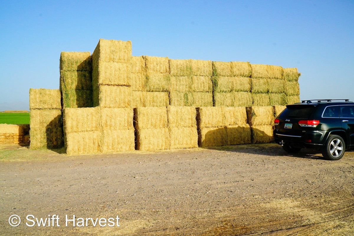 H&C Farms #1 Alfalfa 3 String Bale Hay N1-3-24 Test Hay Good Arizona Alfalfa Big Bale RFV 166 CP 19.70 TDN 58.92 FACS 89/110