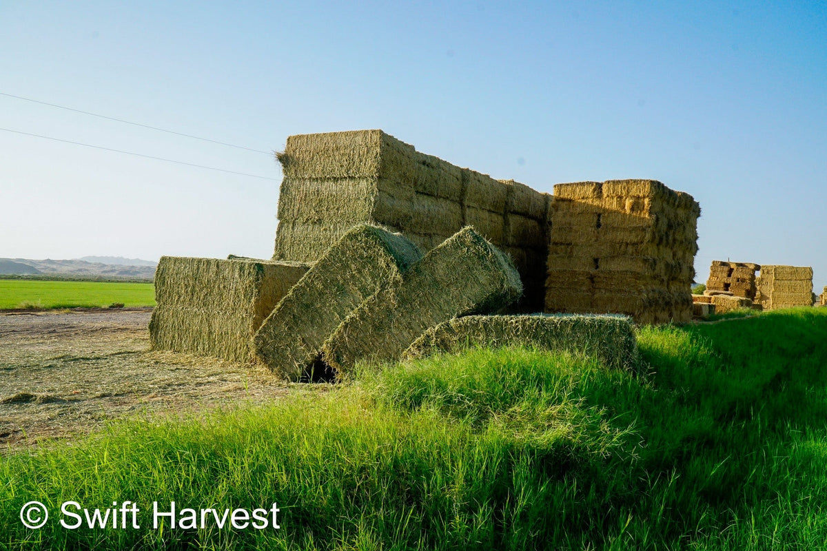 H&C Farms #1 Alfalfa 3 String Bale Hay N1-3-24 Test Hay Good Arizona Alfalfa Big Bale RFV 166 CP 19.70 TDN 58.92 FACS 89/110