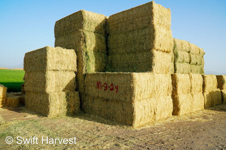 H&C Farms #1 Alfalfa 3 String Bale Hay N1-3-24 Test Hay Good Arizona Alfalfa Big Bale RFV 166 CP 19.70 TDN 58.92 FACS 89/110