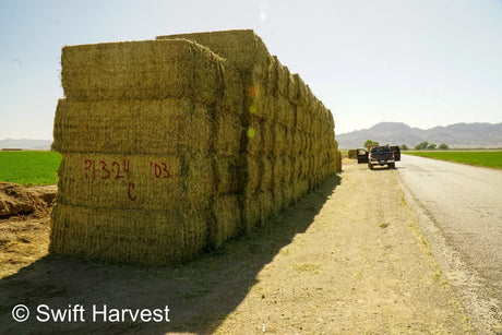 H&C Farms #1 Alfalfa 3 String Bale Hay P1-3-24C Arizona Alfalfa Big Bales per ton