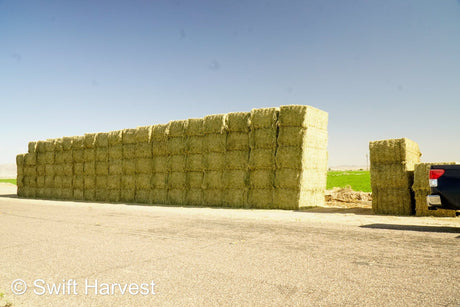 H&C Farms #1 Alfalfa 3 String Bale Hay P1-3-24C Arizona Alfalfa Big Bales per ton