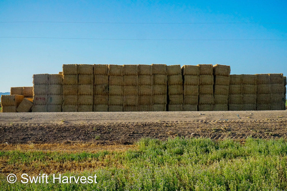 H&C Farms #1 Alfalfa 3 String Bale Hay R1-2-24 Az Alfalfa 3-String Small Bale Hay under 100 lbs per bale