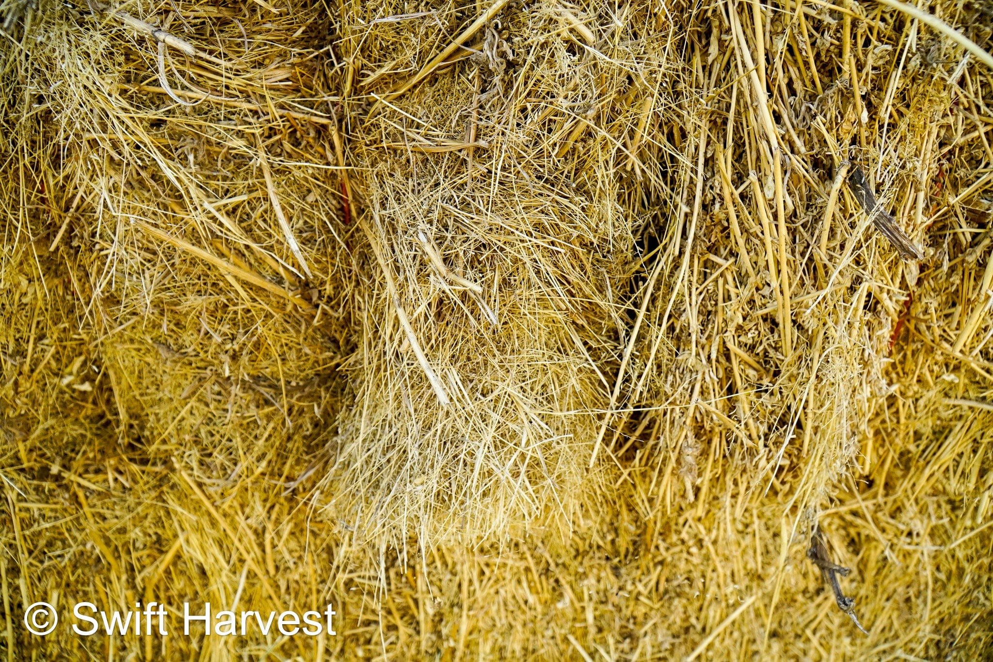 H&C Farms #1 Alfalfa 3 String Bale Hay R1-3-23 Good Arizona Alfalfa 3-String Test  Hay under 100 lbs  per ton rain damaged