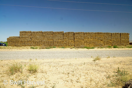 H&C Farms #1 Alfalfa 3 String Bale Hay R1-3-23 Good Arizona Alfalfa 3-String Test  Hay under 100 lbs  per ton rain damaged