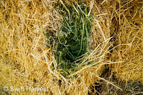 H&C Farms #1 Alfalfa 3 String Bale Hay R1-3-23 Good Arizona Alfalfa 3-String Test  Hay under 100 lbs  per ton rain damaged