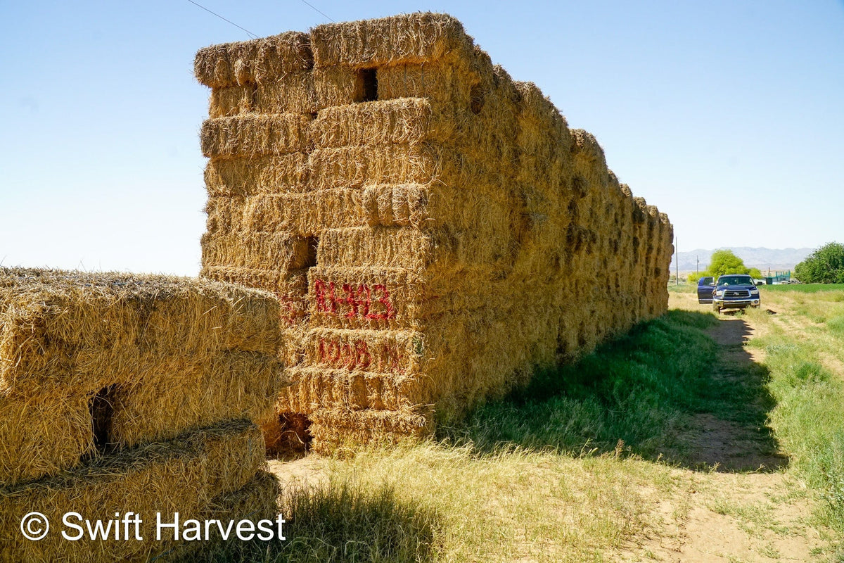 H&C Farms #1 Alfalfa 3 String Bale Hay R1-3-23 Good Arizona Alfalfa 3-String Test  Hay under 100 lbs  per ton rain damaged