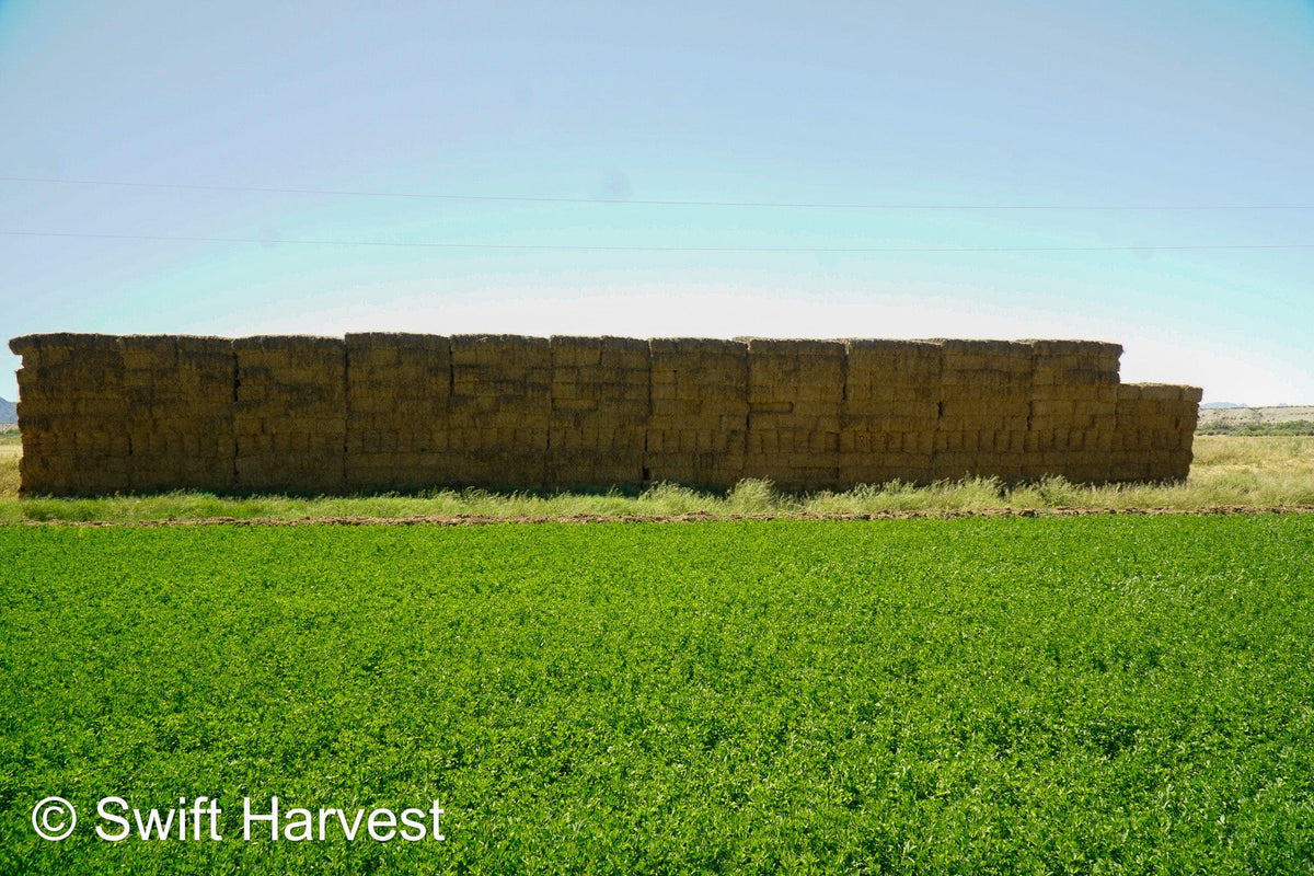 H&C Farms #1 Alfalfa 3 String Bale Hay R1-3-23 Good Arizona Alfalfa 3-String Test  Hay under 100 lbs  per ton rain damaged