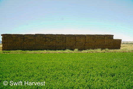 H&C Farms #1 Alfalfa 3 String Bale Hay R1-3-23 Good Arizona Alfalfa 3-String Test  Hay under 100 lbs  per ton rain damaged