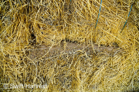 H&C Farms #1 Alfalfa 3 String Bale Hay R1-3-23 Good Arizona Alfalfa 3-String Test  Hay under 100 lbs  per ton rain damaged