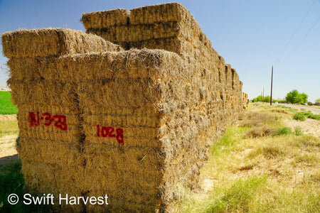 H&C Farms #1 Alfalfa 3 String Bale Hay R1-3-23 Good Arizona Alfalfa 3-String Test  Hay under 100 lbs  per ton rain damaged