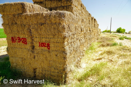 H&C Farms #1 Alfalfa 3 String Bale Hay R1-3-23 Good Arizona Alfalfa 3-String Test  Hay under 100 lbs  per ton rain damaged